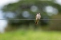Small brown bird perched on electrical wire in selective focus with depth blur Royalty Free Stock Photo