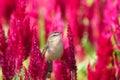 A small, brown bird perched on the red flower Celosia, Plumed celosia, with sunlight in the morning Royalty Free Stock Photo