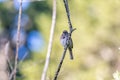 small brown bird sitting on a branch