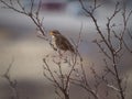 small brown bird sitting on top of branch of a tree Royalty Free Stock Photo