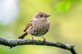 A small brown bird sitting on a tree branch, possibly looking for food or taking a break Royalty Free Stock Photo