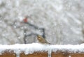 Small brown bird in the snow. Royalty Free Stock Photo