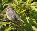 Small brown bird in tree