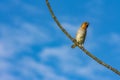 Brown Bird on a Branch