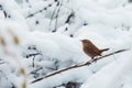 Small brown bird wren among the snowy forest Royalty Free Stock Photo