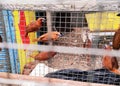 Small brown birds in the cage looking for a wayout to get freedom to fly free. Royalty Free Stock Photo