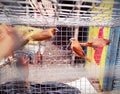 Small brown birds in the cage looking for a wayout to get freedom to fly free. Royalty Free Stock Photo