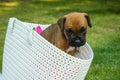 Small brown boxer puppy in a white bag Royalty Free Stock Photo