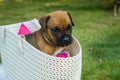 Small brown boxer puppy in a white basket Royalty Free Stock Photo