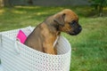 Small brown boxer in a basket - portrait sideways Royalty Free Stock Photo