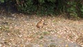 A small brown bug-eyed dog lies on the ground among the fallen leaves