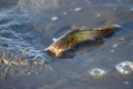 A small brown bullhead, Ameiurus nebulosus, on a dry muddy surface