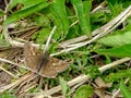 Small brown butterfly dingy skipper, Erynnis tages Hesperiidae, on a green background
