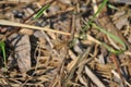 Small brown butterfly dingy skipper Erynnis tages sitting on dry twig, green grass and dry leaves Royalty Free Stock Photo