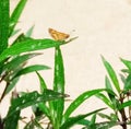 A small butterfly perched on the tip of a leaf