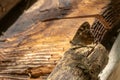 Small brown butterfly sits on a branch in front of dark wooden wall Royalty Free Stock Photo