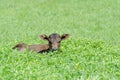 A Small Brown Calf Hiding in the Grass