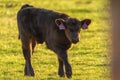 Small brown calf in the meadow Royalty Free Stock Photo