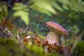 Small brown cap edible mushrooms grows Royalty Free Stock Photo