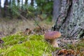Small brown cap edible mushrooms grows in forest Royalty Free Stock Photo