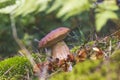 Small brown cap edible mushrooms grows in moss Royalty Free Stock Photo