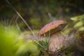 Small brown cap edible mushrooms grows in nature Royalty Free Stock Photo