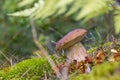 Small brown cap edible mushrooms grows in wood Royalty Free Stock Photo