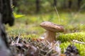 Small brown cap edible mushrooms in moss Royalty Free Stock Photo