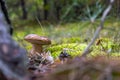 Small brown cap edible mushrooms in nature Royalty Free Stock Photo