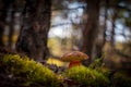 Small brown cap mushroom grow in moss Royalty Free Stock Photo