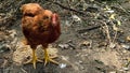 Small brown chicken standing on the ground with mud Royalty Free Stock Photo