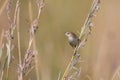 Small brown cisticola sitting and balance on grass stem