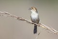 Small brown cisticola sitting and sing on a grass stem