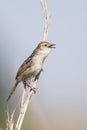 Small brown cisticola sitting and sing on a grass stem