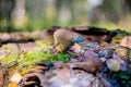 Small brown color mushrooms growing in the forest Royalty Free Stock Photo