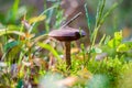 Small brown color mushrooms growing between grass in the forest Royalty Free Stock Photo