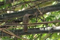 A small brown colored bird is sitting on a branch Royalty Free Stock Photo