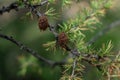 Small brown cones on green spruce prickly branch with needles on Siberian coniferous tree