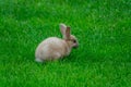 Small brown cotton hare on the grass Royalty Free Stock Photo