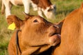 A small brown cow with a yellow earing licking its back on a pasture in Austrian Alps. There is another white and brown cow Royalty Free Stock Photo