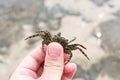 A small brown crab in hand on the Egypt beach