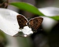 Small Brown and Cream Butterflies Mating