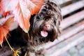 Small brown cute dog front outside portrait