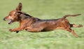 Small brown dachshund running