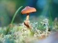 Small brown decorative fungus in forest