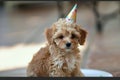 Small Brown Dog in Birthday Hat. Generative AI