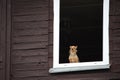 A small brown dog calmly looking through the window of old wooden house. Royalty Free Stock Photo