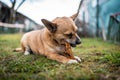 Small brown dog chewing a bone Royalty Free Stock Photo