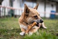 Small brown dog chewing a bone Royalty Free Stock Photo