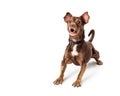 Small brown dog excited and barking Royalty Free Stock Photo